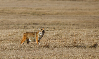 large coyote hunting mice in field  - obrazy, fototapety, plakaty