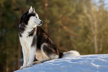 Husky dog sits on the snow in the rays of the morning rising sun in the winter forest. Cute Husky dog looks at the sunrise, copy space.