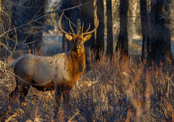 large bull elk in forest at sunset