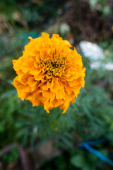 A close up shot of Yellow and orange marigold flowers (tagetes) in bloom