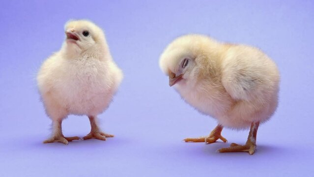 Beautiful couple, little chicks on violet studio background. Isolated picture for design, decorative theme. Newborn poultry chicken. Easter, farm concept