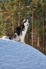 Portrait siberian husky in sunny winter forest.