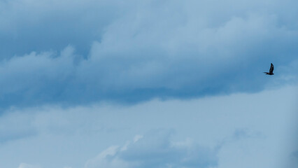Silhouette falcon or eagle flying under the bright sun and cloudy sky. Hawk in sky. Space for text. Freedom concepts.