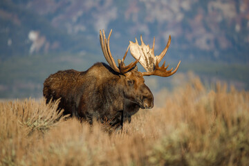 Naklejka na ściany i meble Large bull moose grazing in sage brush