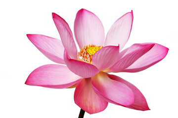 Fototapeta premium lotus flower