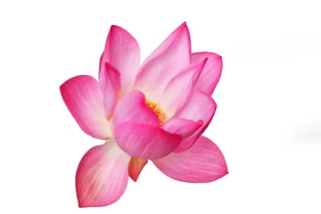 Foto op Canvas lotus flower © sakhorn38