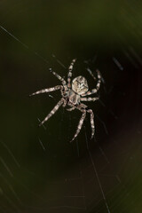 The European garden spider (lat. Araneus diadematus), of the family Araneidae. Central Russia.