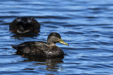 Two American black ducks on lake