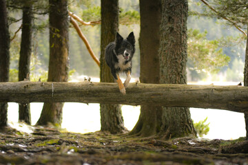 Chien de race border collie dans la nature