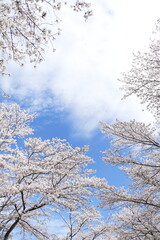 青空と雲と桜の背景景色