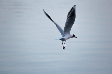 Color photograph of a white seagull flying over water. White bird over the sea.