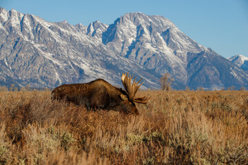 Large bull moose grazing in sage brush