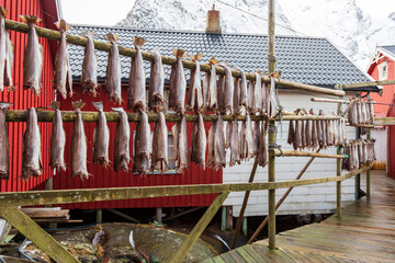 Fototapeta na wymiar Reine Norway 03-06-2022. Cod drying in front of old traditional fisherman's house called Rorbu at Reine in Lofoten islands. Norway.