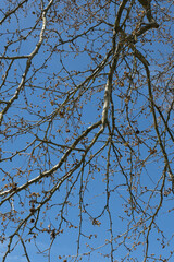 The London plane - Platanus acerifolia, also known as London planetree or hybrid plane tree trunk.