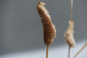 Cattail Reeds in the Early Spring