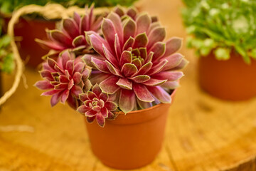 beautiful abstract background with flowers in blur dof.