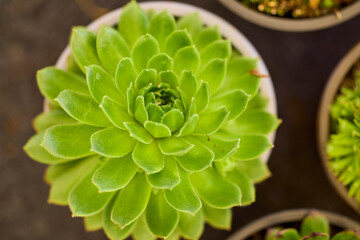 beautiful abstract background with flowers in blur dof.