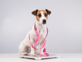 Dog jack russell terrier stands on a scale with a measuring tape. 