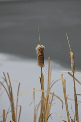 Cattail Reeds in the Early Spring