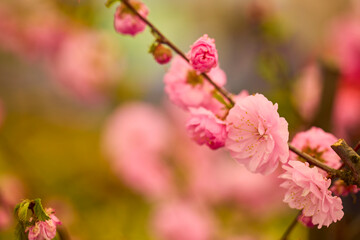 beautiful abstract background with flowers in blur dof.