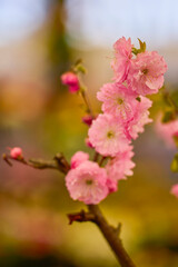 beautiful abstract background with flowers in blur dof.