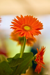 beautiful abstract background with flowers in blur dof.