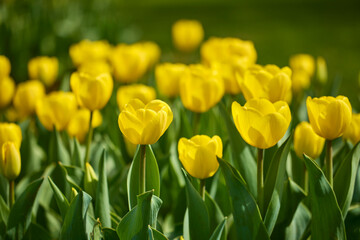 Obraz premium beautiful abstract background with flowers in blur dof.