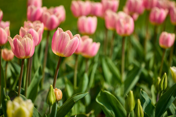 beautiful abstract background with flowers in blur dof.
