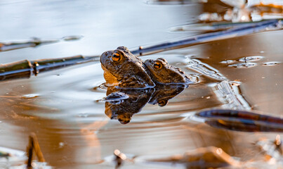 Northern toad (Bufo Bufo) in mating. Northern toad breeds in ponds, lakes and deep ponds. They lay eggs in May / June. In folklore, toads are often associated with evil