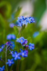 beautiful abstract background with flowers in blur dof.