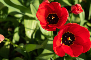 Close up on red tulips, tulipa