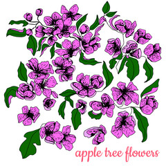 Apple tree flowers. Set. Color sketch. Hand drawn vector illustration. Isolated on white background. Engraving