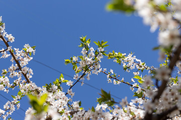 Beautiful branches of blossoming cherries. Beautiful abstract spring background.