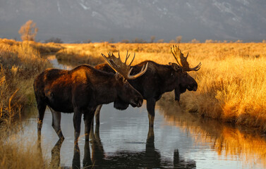 Obraz na płótnie Canvas Bull moose at sunset in mountain stream