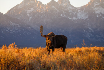 Large bull moose grazing in sage brush