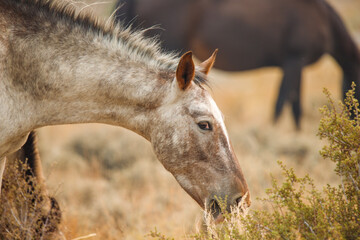 wild mustang horses in high desert