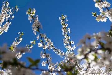 Beautiful branches of blossoming cherries. Beautiful abstract spring background.