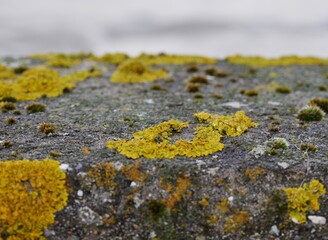 Moos und Flechte auf Stein