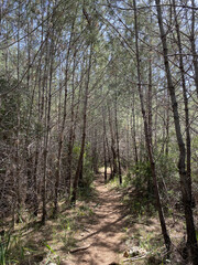 Trail through a forest on Kemer, Turkey. a refreshing spring forest with a path