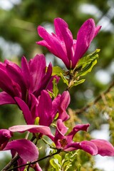 Large pink flowers of Magnolia Susan (Magnolia liliiflora x Magnolia stellata) on blurred background of garden greenery. Selective focus. Beautiful blooming garden in spring. Nature concept for design © AlexanderDenisenko