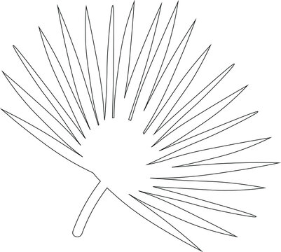 One line drawing of tropical leaves. Modern single line art