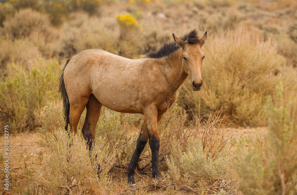 Sticker wild mustang horses in high desert