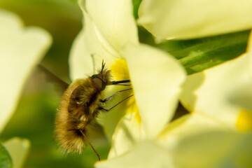 Fluffy fly on the yellow flower in nature. Slovakia