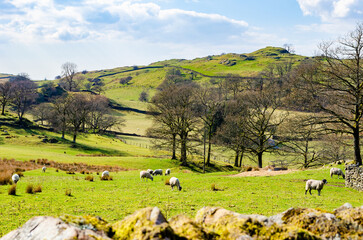 Grandsire English Lake District Cumbria in early Spring with grazing sheep and drystone walls selective focus