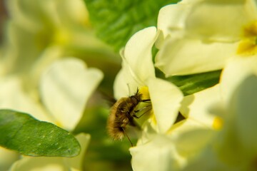 Fluffy fly on the yellow flower in nature. Slovakia