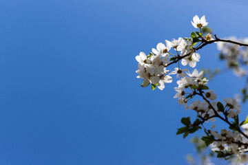 Beautiful branches of blossoming cherries. Beautiful abstract spring background.