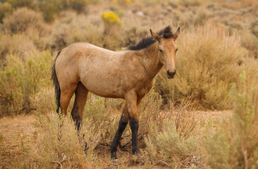Obraz na płótnie Canvas wild mustang horses in high desert