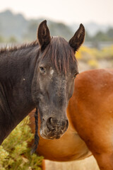 Obraz premium wild mustang horses in high desert
