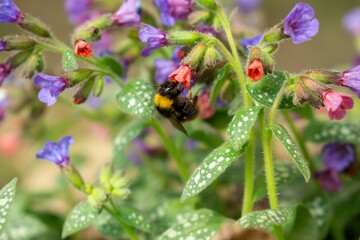 Bumblebee on purple flowers. Slovakia