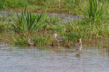 Greenshank (Tringa nebularia) foraging for food in the swamp